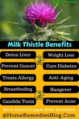 Milk Thistle Tincture Organic & Strong Detox & Heals Liver, Jaundice, Cirrhosis