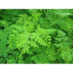 1000 Organic Moringa Seebs | Moringa Oleifera | Dried, Non GMO, Edible,Planting