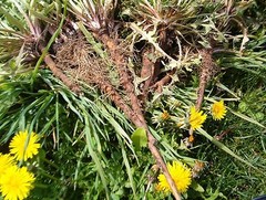 WHOLESALE!! DANDELION ROOT CUT/SIFTED DRIED NON-GMO BULK HERB TEA-1-5 LBS