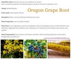 Oregon Grape Tincture: Cleans Fatty Liver & Dirty Blood, Skin Issues-Acne &Spots