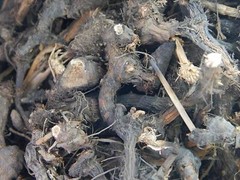 Nagarmotha Roots Cyperus Rotundus Herbs Nagarmotha Jadd Nutsedge Cypriol Whole