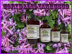 CORYDALIS YANHUSUO Tincture Strong Painkiller, Chronic Pain & Muscle Relaxer
