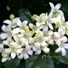 100 Seeds Murraya Paniculata Orange Jasmine China Box Rare Fragrant White Flower