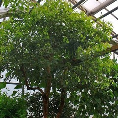 30 True Ceylon Cinnamon Tree Seeds Cinnamomum verum Fast Growing Seeds FREE SHIP