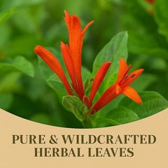 Muicle Té (Mexican Honeysuckle Herbal Tea) – 25 Tea Bags – 100% Natural, Vegan