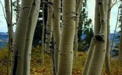 Aspen Bark POWDER ( Populus Tremula ) FREE SHIPPING