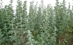 Mugwort Herb Dried Cut ( Artemisia vulgaris ) FREE SHIPPING