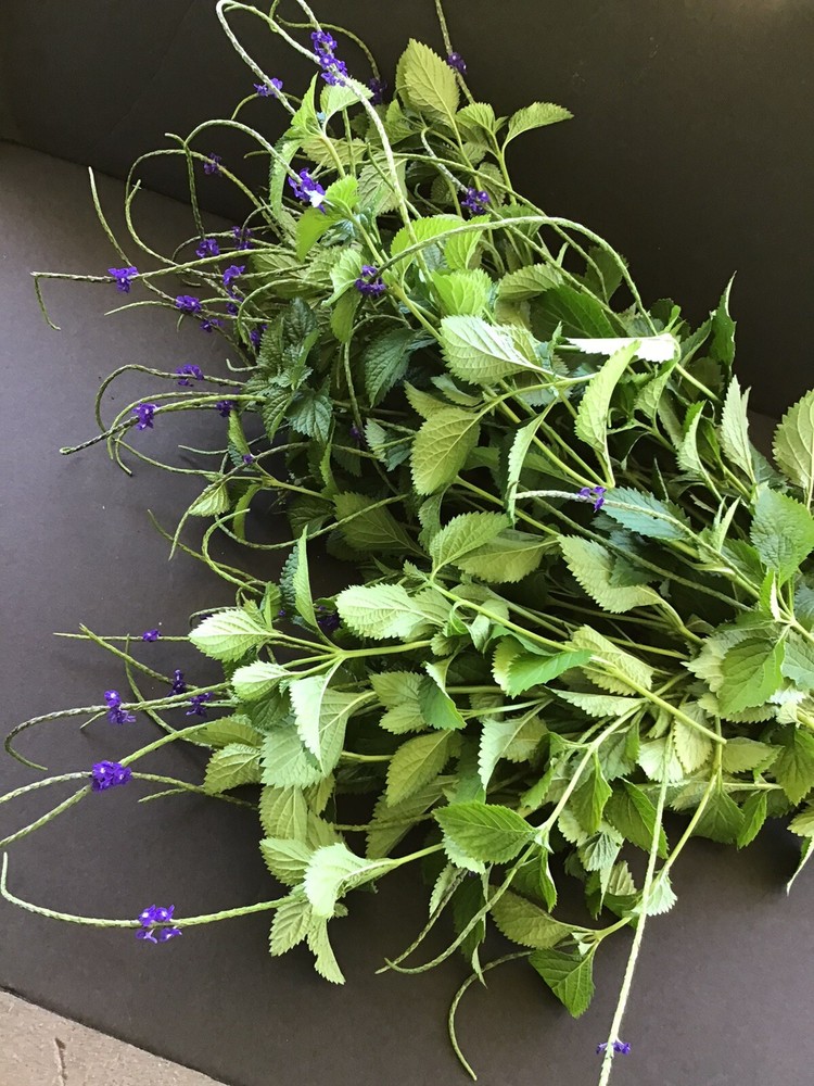 Blue Vervain Herb Blue Porter weed Dried Vervain 100% Pure