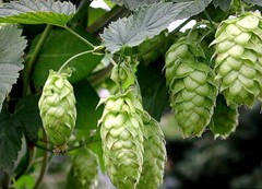 WholeSALE!! Hops Flowers PREMIUM Powder-4 oz, 1, 2, 5 lbs.