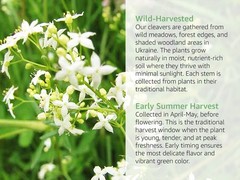 Cleavers Herb Galium Aparine – Dried Cut & Sifted Loose Leaf Herbal Tea