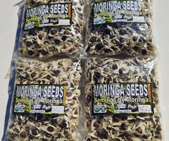Semillas de Moringa, Moringa Seeds, Moringa oleifera Seeds, Organic moringa Seed