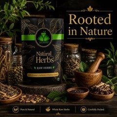 SAI HERBS Osha Root – Ligusticum Porteri – Bear Root – Pure & Natural