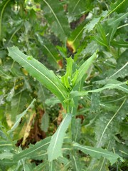 Dried Wild/Prickly Lettuce Leaves NON GMO Fresh 2020 Peak Harvesting 1-oz