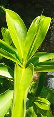 Ceylon Thebu Leaves Costus Natural Insulin Plant Organic Diabetic Tea 120g