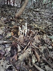 Ghost Pipe (Monotropa Uniflora) tincture 16 ounces never any dye