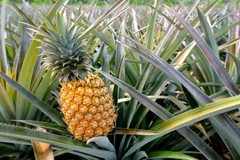 Pineapple powder 8oz (227g) Freeze Dried Kosher Vitamin B, C Rich SoFruta
