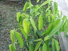 5 Seeds Cinnamomum Verum Zeylanicum True Ceylon Cinnamon Small Evergreen Tree