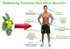 testosterone booster drink – TRIBULUS  EXTRACT 1000MG 2B – tribulus chosen