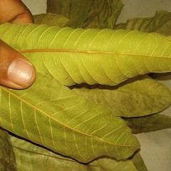 100% Organic Natural Dried Guava Leaves (125 leaves) Tea Hojas de Guayaba