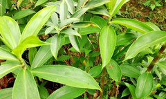 Dried Insulin Plant Leaves Costus Igneus Thebu Crepe ginger Herbal Organic Tea