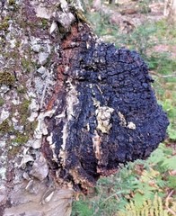 Triple Blast: Chaga, Reishi, Turkey Tail Mushroom Chopped Blend 4 oz