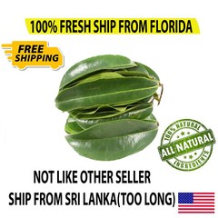 SOURSOP/GUANABANA LEAVES FOR TEA: FRESH PICK & READY TO SHIP (FLORIDA)