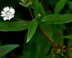 Natural Organic Bhringraj Powder,( False Daisy, Karicalankanni ) 50g