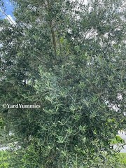 Dried Olive Leaves Whole Loose Leaf Arbequina Olive Herbal Tea 2oz Natural USA