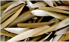 Olive Leaf Whole/Powder | Pure Natural Herb | Immune & Heart Support 1/4/ 8oz