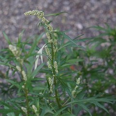 Mugwort Tea – Dried, Cut Artemisia Vulgaris Herb – 100% Riverside Wormwood,