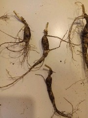 Wild New York Catskill Mountain Region Ginseng Root 28.4 Grams Fresh ..