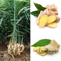 100 Seeds Zingiber Officinale Ginger Root Perennial Herbaceous Useful Plants