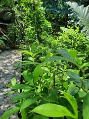 Insulin Cut Leaf Costus Igneus Organic Natural Diabetic Patients Thebu 50g