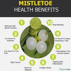 MISTLETOE Herb Viscum Album Tea Organic Dried Loose Herbal Infusion Top Quality