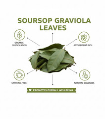 Organic Dried Soursop Graviola Leaves Herbal Tea Hojas De Guanabana Leaves