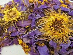 Blue Lotus, N. caerulea, Flower Siamese Dream™ ~ Schmerbals Herbals