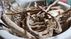 Wild Hydrangea Root – Whole Roots, 2025 Appalachian Mountains Wild Harvest