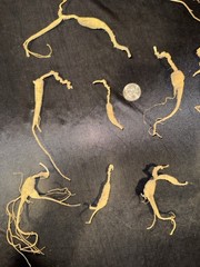 Dry Wild American Ginseng. 1/10 Lb. W/ Certificate. 17 Roots Total. 2025 Harvest