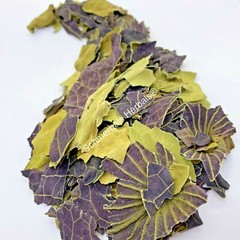 Blue Lotus, Nymphaea caerulea, Organic Leaf ~ Schmerbals Herbals