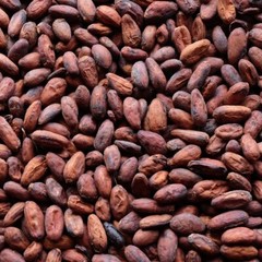 Raw Cacao / Cocoa Beans Whole Chocolate Arriba Nacional Bean 1 oz to 15 Lb Bulk