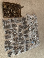 4oz -Osha Root- Ligusticum Porteri-Bear Root