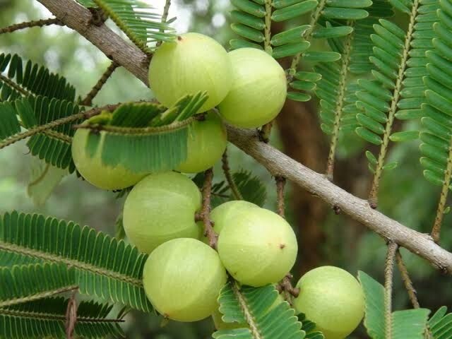 Gooseberry powder for drinking, adding to food, or using as a skin scrub.