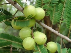 Gooseberry powder for drinking, adding to food, or using as a skin scrub.