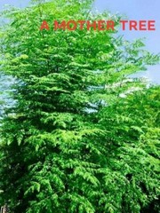 6 MORINGA Oleifera Drumstick CUTTING Miracle Mothers Tree of Life Stem Organic