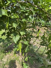 10 Sword Seeds, 刀豆种子，fresh 2025