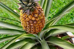 Pineapple powder 32oz (907g) Freeze Dried Kosher Vitamin B, C Rich SoFruta