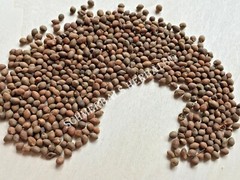 Rivea Corymbosa, All Natural Viable Untreated Seeds ~ Schmerbals Herbals