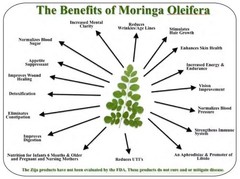Moringa, Organic moringa Oleifera,Premium moringa seeds, semillas de moringa