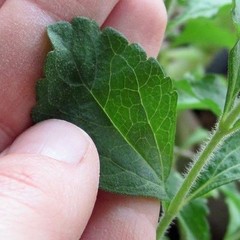 WHOLESALE!! STEVIA LEAF CUT/SIFTED DRIED NON-GMO BULK HERB TEA-1,2,3,4,5 LBS