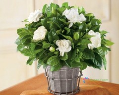 2 Bulbs Gardenia Jasminoides Cape Jasmine Heirloom Strong Fragrant Home Garden
